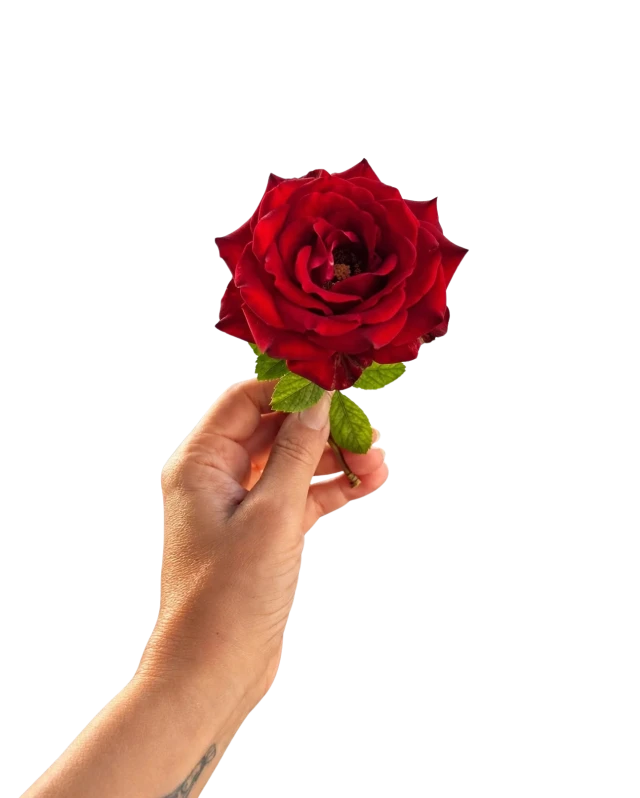 Uma mão oferece uma rosa vermelha aberta.