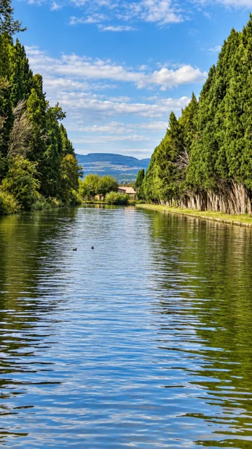Canal de água entre fileiras de árvores.